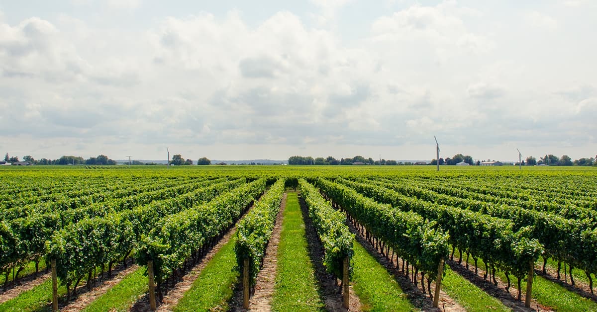 باغهای هوشمند کشت انگور در کالیفرنیا